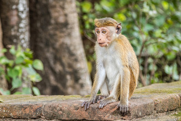 Little monkey sits on the parapet