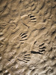 Traces de mains dans le sable