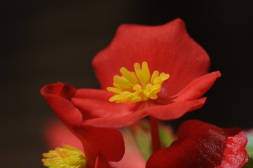 begonia  on black background
