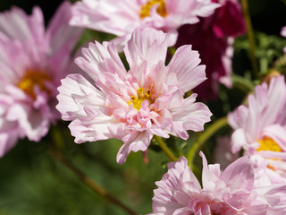 Cosmos bipinnatus. Fleurs de Cosmos bipennés à pétales  doubles ou cosmos des jardins aux capitules de couleur rose pâle