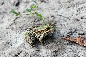 frog on sand