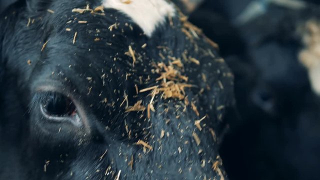 Cow's head while eating hay in a close up