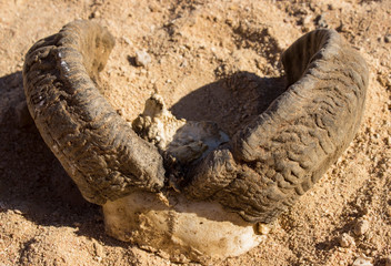 horn and skull animal in the sand