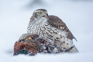 Northern goshawk (Accipiter gentilis) feeding food in the snow. Wildlife scenery, winter time. Birds of prey, Predator.