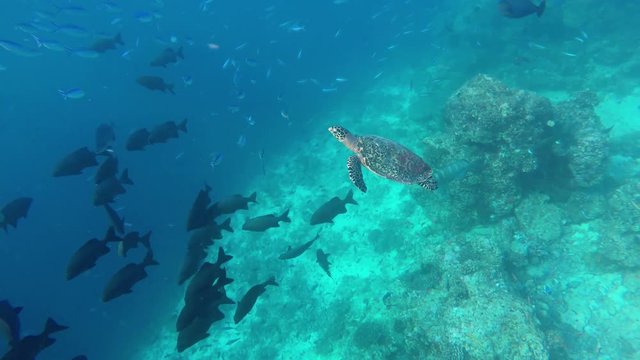 eine Schildkröte schwimmt in einem schönen Korallenriff auf den Malediven