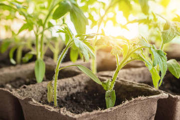 Growing tomato seedlings on the windowsill in peat pots