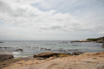 Birds and Beach