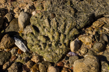 stone and shell in the sea 
