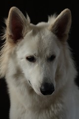 Portret białego dużego psa