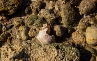 shell and stones in water