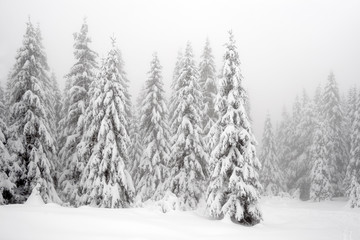 Winter landscape in the mountains. Fir trees dressed in heavy snow.