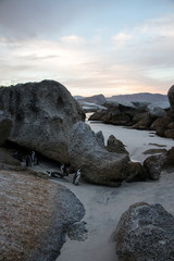 African Penguins at Boulders Beach