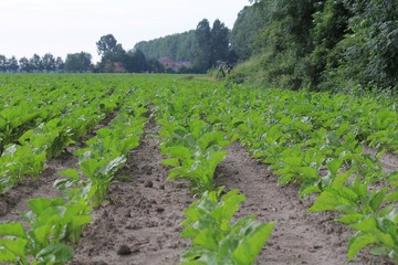 row of fresh green sugar beet plants growing in the field in Holland in springtime