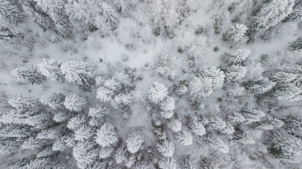Aerial view of snow covered pine forest. Top down winter tree background.