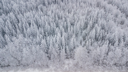 Aerial view forest winter. Snowy tree branch in a view of the winter forest.