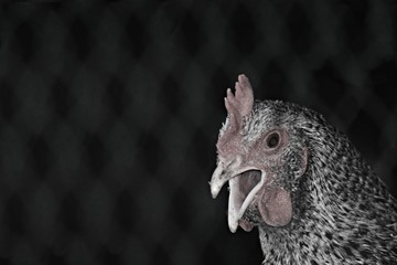 portrait of a hen