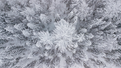 Top down aerial view over the tops of frosty forest. The trees are covered with snow. Directly above view.