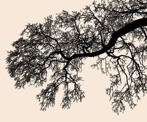 Silhouette of tree branches in the cold season © avelksndr