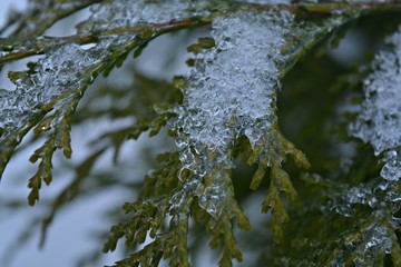 ice and sow on branch
