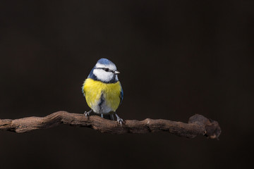 Obraz premium Parus major, Blue tit sitting on the branch. . Wildlife