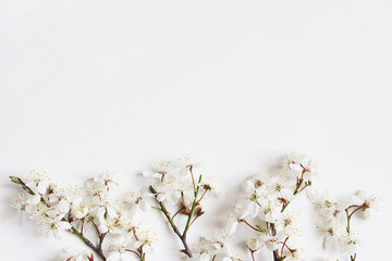Spring banner. White prunus flowers, cherry blossoms isolated on white wooden background. Flat lay...