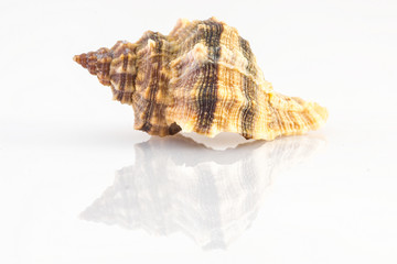 shell