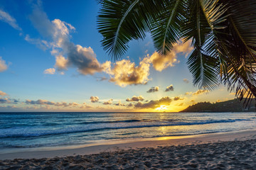 sunset at tropical beach behind palm leaf,anse intendance, seychelles 2