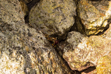 crab on the rock