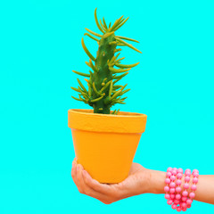 Hand with fashion accessories holds  cactus. Candy minimal fashion concept art