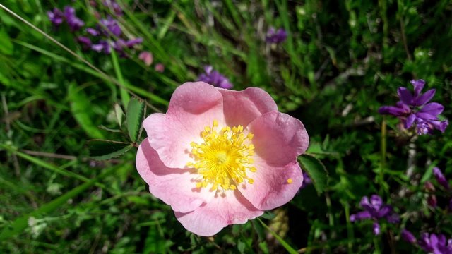 fiore