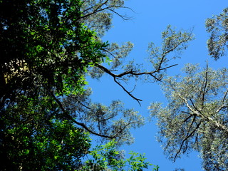 tree and sky