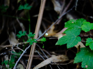 leaves in the forrest