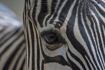 Zebra Nahaufnahme Auge