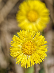Flowering flowers mother and stepmother.