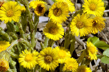 Flowering flowers mother and stepmother.