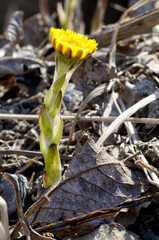 Flowering flowers mother and stepmother.