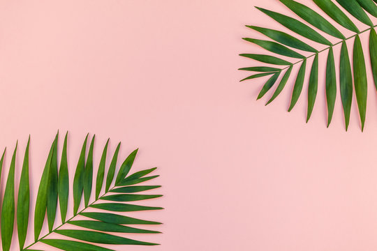 Creative pink background with tropical palm leaves
