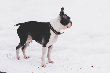 dog breed Boston Terrier on a winter day for a walk