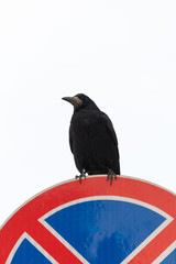 Fototapeta premium crow sits on a road sign on a white background