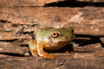 Frog 