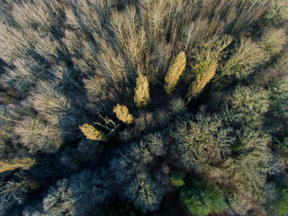 Frozen trees in Theillay, Loir-et-Cher, France