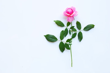 Obraz premium Pink rose flowers on white background.