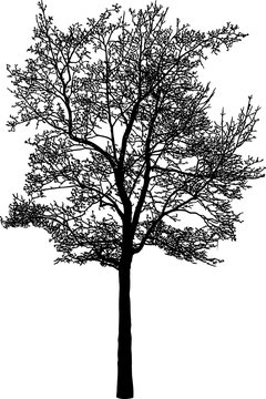 Vector image of a deciduous tree in the cold season