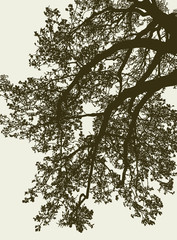 Vector image of the branches of a deciduous tree in summer