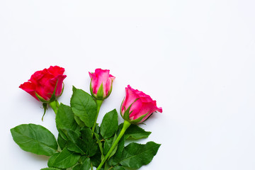 Rose  flowers on white background.