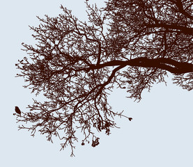 Vector image of tree branches in the cold season