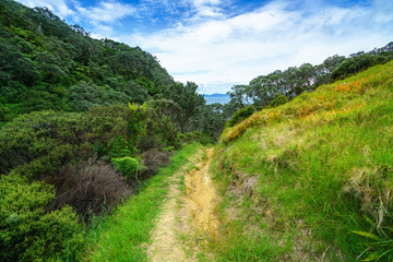 Naklejka na ściany i meble Hiking the Coromandel Coastal Walkway, New Zealand 34