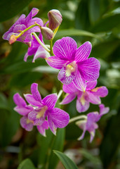 Fototapeta na wymiar Orchid flower close-up picture