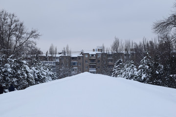 Snow covered Park Christmas trees trees falling snow
