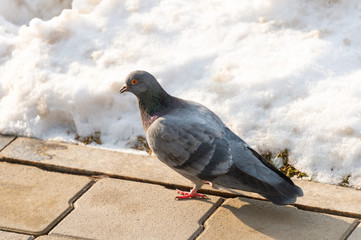 A colorful dove stands on the sidewalk
